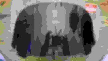 , Moto: Boucliers de liberté 10″ pare-brise teinté 14+ chauve-souris